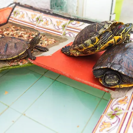 Casas Da Bela - Bairro Típico Na Appartamento