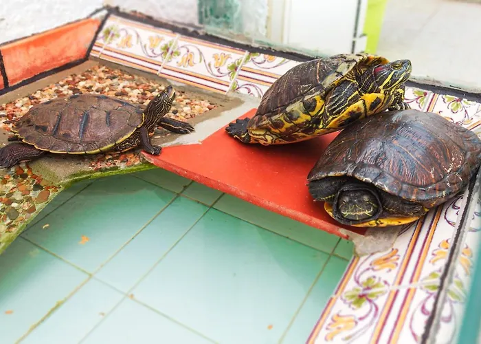 Casas Da Bela - Bairro Tipico Na アパート